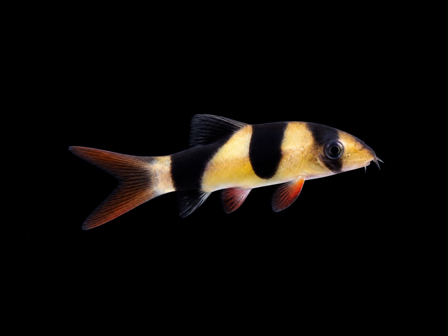 6b3b656caf98.jpg