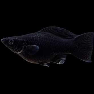 A8cf6809f838.jpg