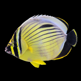 Butterflyfish | سمكة فراشة بحرية