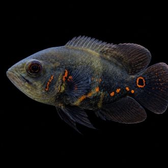 Cfaa7fd7fdb8.jpg