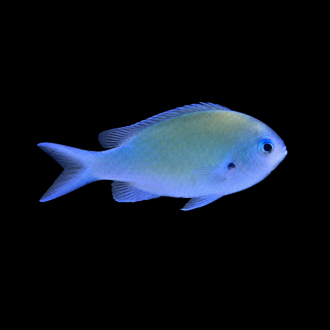 Chromis | كرومس