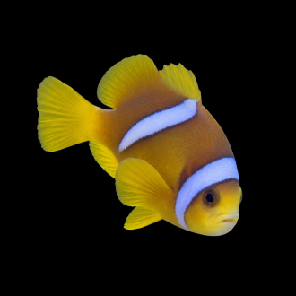 Marine Clownfish | سمكة مهرج بحرية