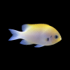 Damselfish | دامسل