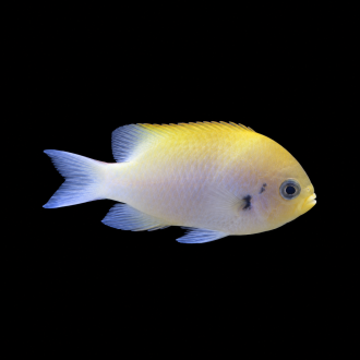 Damselfish | دامسل