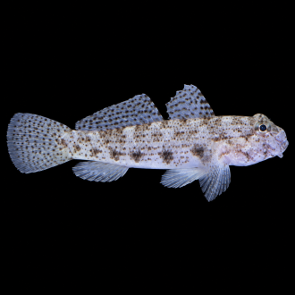 Marine Goby | جوبي بحري