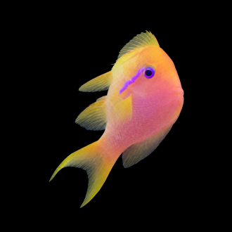 Lyretail Anthias | أنثياس لايرتيل