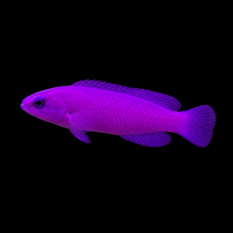 Purple Dottyback | بيربل دوتي باك