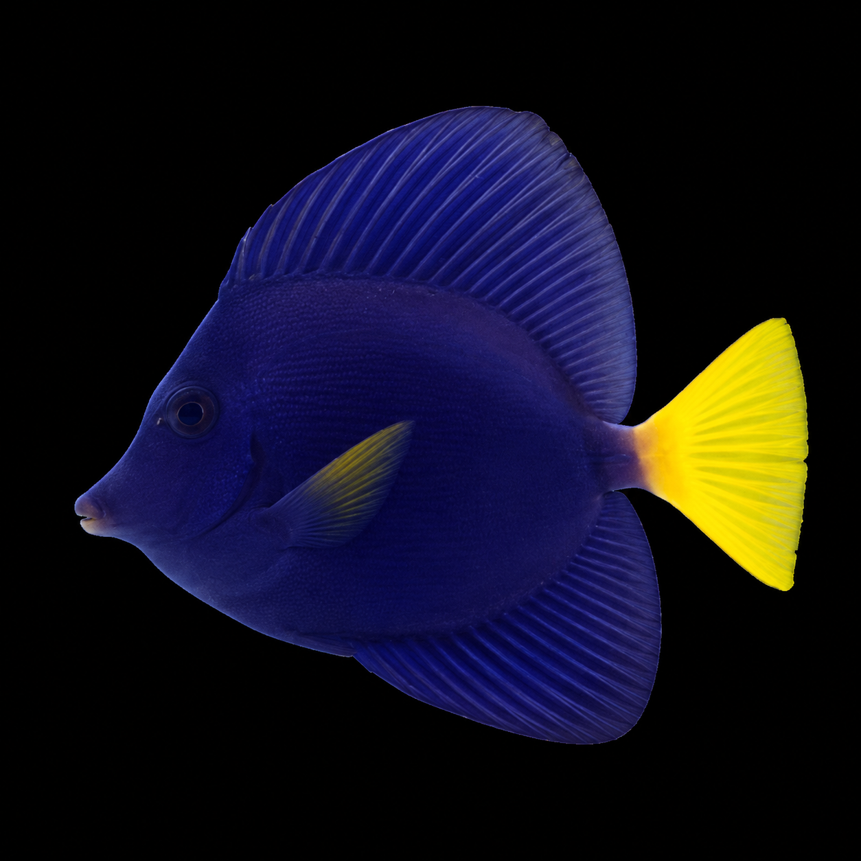 Purple Tang | بيربل تانج
