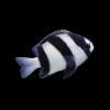 Three Stripe Damselfish | دامسل ثلاث خطوط