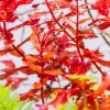 DSC08097 1024x1024.jpg
