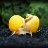 Gold Mystery Snail 3edit1.jpg