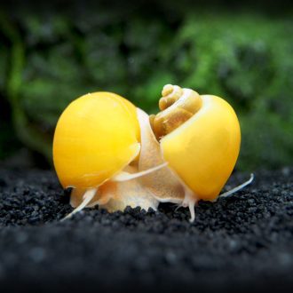 Gold Mystery Snail 3edit1.jpg