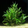 Hygrophila2Bvar.2Bsiamensis2B2822Bof2B129.webp