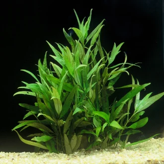 Hygrophila2Bvar.2Bsiamensis2B2822Bof2B129.webp