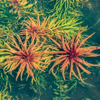 Ludwigia2Binclinata2B27Cuba2722B2812Bof2B129.webp