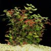 Ludwigia repens.jpg