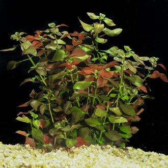 Ludwigia repens.jpg