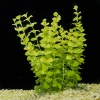Lysimachiaaurea281of129.webp