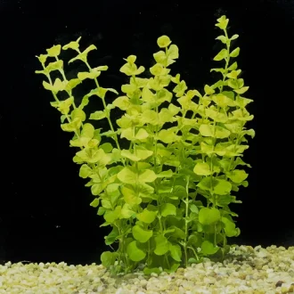 Lysimachiaaurea281of129.webp