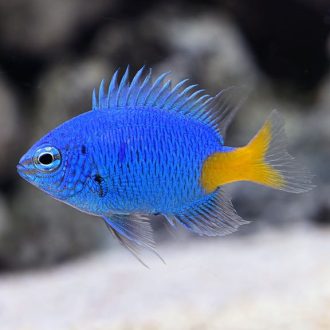 Marine Fish