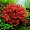 Rotala rotundifolia Blood Red Ab 600x600.png