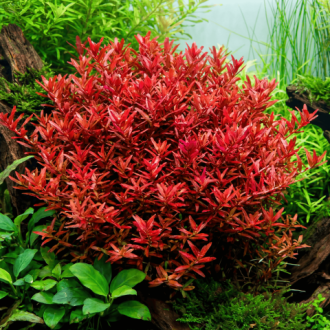 Rotala rotundifolia Blood Red Ab 600x600.png