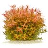Rotala Orange Juice gewachsen.jpg