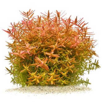 Rotala Orange Juice gewachsen.jpg