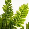 TRICHOMANES JAVANICUM Borneo Fern Terrarium plant 2.jpg