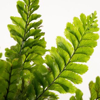 TRICHOMANES JAVANICUM Borneo Fern Terrarium plant 2.jpg