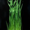 Vallisneria spiralis.webp