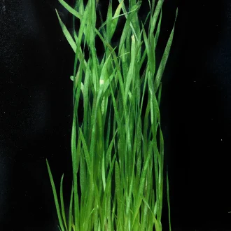 Vallisneria spiralis.webp