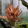 Ammania senegalensis 33794506752200 1050x700.jpg