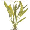 Aponogeton crispus