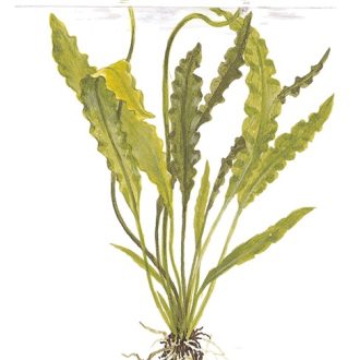 Aponogeton crispus