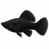 Black molly