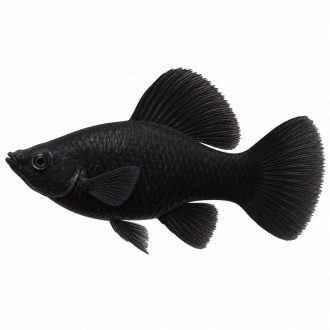Black molly
