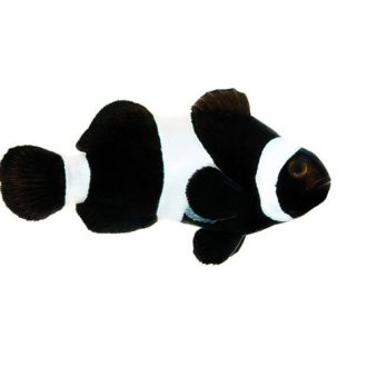 Blackocellaris.jpg