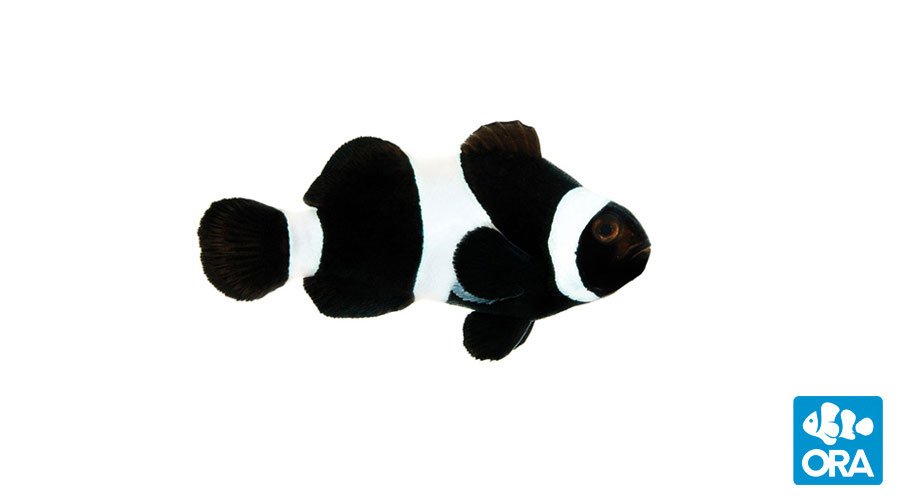 Blackocellaris.jpg