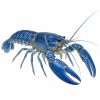 Blue lobster