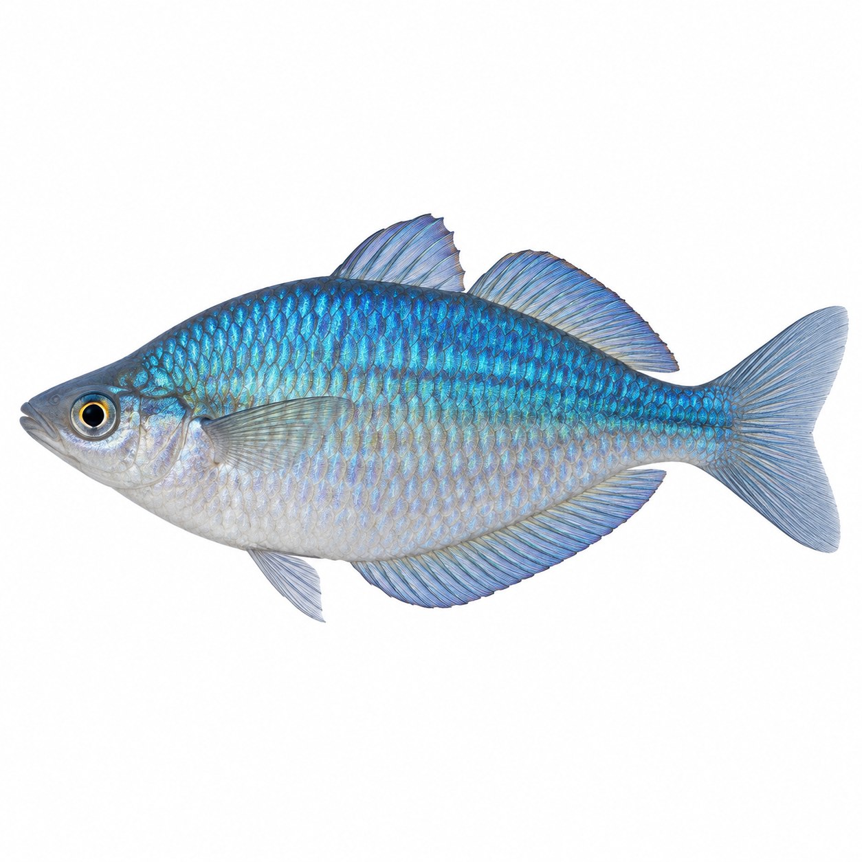 Blue rainbow
