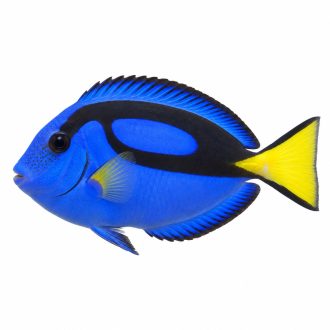 Blue tang
