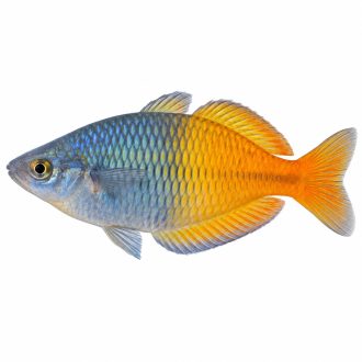Boesemani rainbow