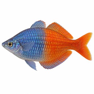 Boesemani rainbow uter
