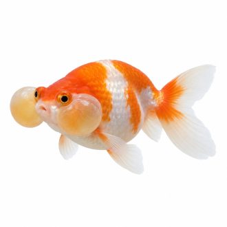Bubble eyes goldfish