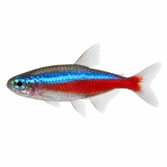Cardinal tetra
