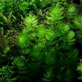 Ceratophyllum demersum