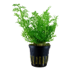 Ceratopteris thalictroides original