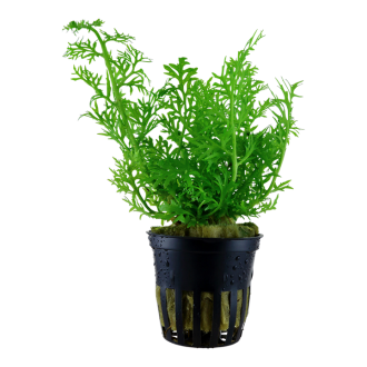 Ceratopteris thalictroides original