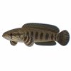 Channa limbata